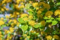 Toothed azara, Azara dentata, yellow flowers in the sun